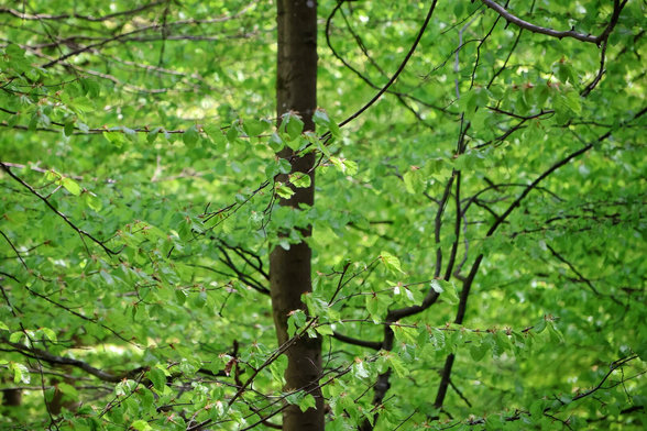 A close-up view of a lush forest canopy with interlacing branches and vibrant green beech leaves. A central tree trunk stands amidst dense foliage, with dappled sunlight filtering through the overlapping branches, creating a rich tapestry of light and shadow in the woodland.