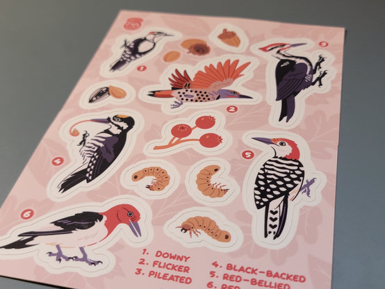A picture of a sticker sheet featuring various species of north american woodpeckers and items of their shared diet.