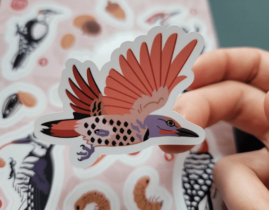 A detail shot of one of the woodpecker stickers lifted from the sheet and being held close to the camera, this one is a northern flicker.