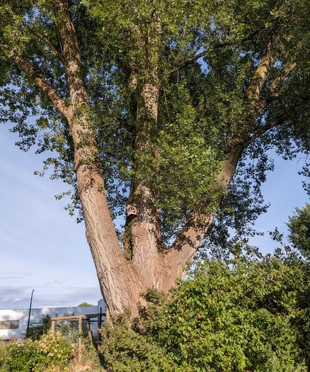 A big deciduous tree with a tridentine trunk. Bushes on one side, urban miscellany on the other.