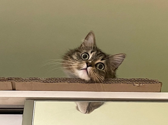 Nova on top of a wardrobe. Only her floofy head is visibly, it's tilted like 30 degrees. She's looking forward with the most blank expression possible. There's NOTHING going on in that adorable floofy head