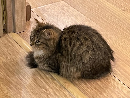 Nova is being a compact loaf on the floor, right i the door frame