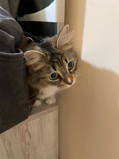 Nova seating in a tight space between a wall and Alice's bag

her head is tilted and she has a curious expression
