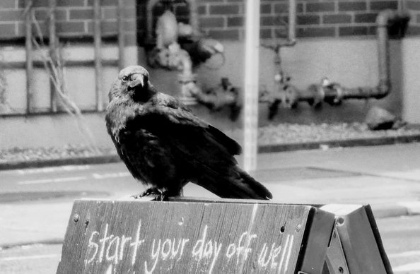 A black and white photo of a crow peering at the camera-enby while perched on a signboard that reads "Start your day off well".