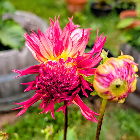 A beautiful magenta and yellow blossom starting to open. It just needs some sunshine to give it a boost.