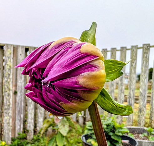 A giant purple dahlia has drops of dew dripping while it waits for the sun to shine before it opens.