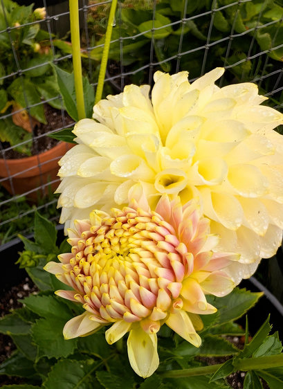 A new yellow dahlia will open to replace the flower behind it which has been on display for days.