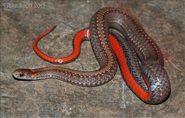 A small snake, one fold-over revealing an orange belly all the way to the tale. They are small enough to cup in your hands. The mouth is as small as your little finger tip