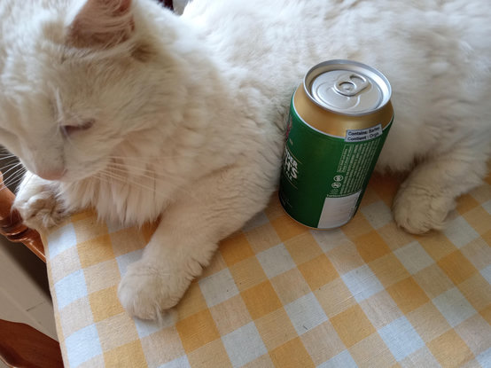 A white cat laying on the table, again, with an unopened can of Keith's India Pale Ale against his belly.