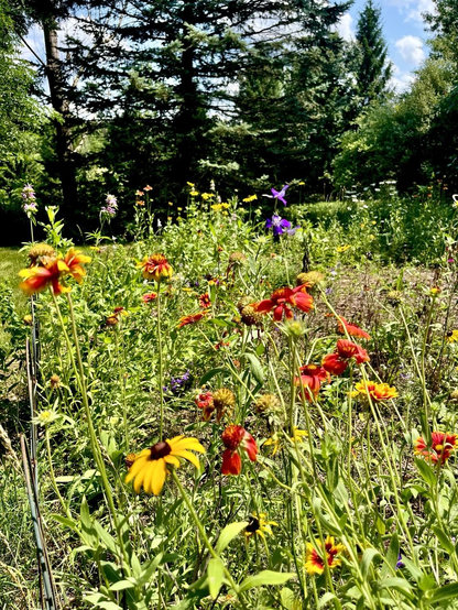 A garden features a variety of colorful wildflowers, including red, yellow, and purple blooms, set against a backdrop of green foliage and trees under a blue sky.