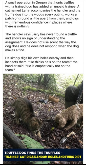 A small operation in Oregon that hunts truffles with a trained dog has added an unpaid trainee. A cat named Larry accompanies the handler and the truffle dog into the woods every outing, works a patch of ground a little apart from them, and digs with tremendous confidence in places where there is nothing.
The handler says Larry has never found a truffle and shows no sign of understanding the assignment. He does not use scent the way the
dog does and he does not respond when the dog makes a find.
He simply digs his own holes nearby and then inspects them. "He thinks he's on the team," the handler said. "He is emphatically not on the
team."