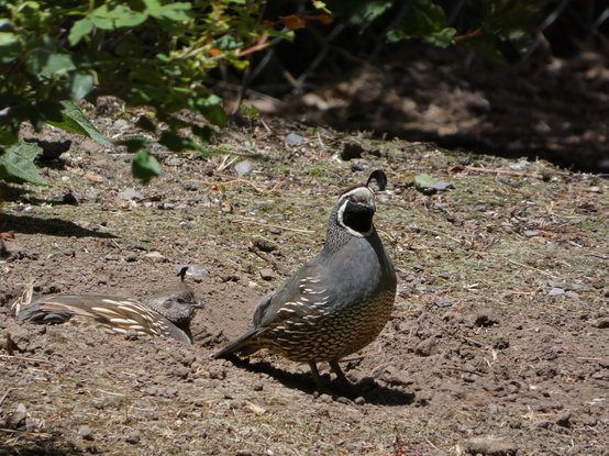 Photo of a sunny, dusty patch of backyard dirt and detritus under a wild rose bush that has been discovered by a pair of California quail. On the left, in the tawny brown and grey female colorway, one of the quail is lying down up to eir shoulders in a little dustbowl e's tamped down for emself, eir face in right-facing profile peeking out with a sweet, baby-doll face capped on the forehead with a squared-off pull-tab crest. E is almost invisible amidst the colors of the scurf and soil. Standing watch in front of em is eir partner in the male colorway--smooth grey breast, chestnut flanks with creamy basketry markings, sweet, glossy black face outlined with sporty white piping and capped with eir own plump, curling quotation mark of forehead plume. E is puffed up and alert to any sound that might signal an interruption to bath time.