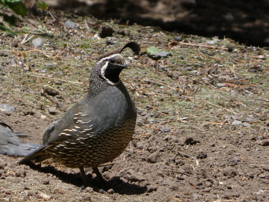 Zoomed-in photo of just the quail in the male colorway looking so dapper and proud in the brilliant morning sun. E is plump and smooth and artfully detailed, not just with those wonderful colorblocks or those quill-like basketry marks on eir flanks, but with fine speckling along the neck, glowy, chestnut fuzz at the cap, and a soft, gold unibrow adding both gravitas and hilaritas to eir profile.
