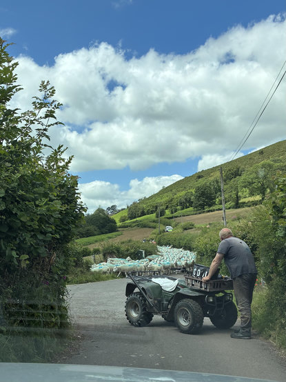 Photo taken through windscreen of a car. A farmer with a quad bike is blocking the end of the narrow lane where it joins another narrow lane. Coming down the lane towards us is a large flock of sheep that look freshly marked with blue ‘w’s and some look freshly shorn. They fill the width of the lane. Some are having a snack en route, nibbling the hedges. The leaders are turning into a field gateway opposite the junction in front of my car. Another quad bike and trail bike are herding them along. Several cars follow on behind. The sky is blue with fluffy white clouds, slightly tinted through the windscreen.