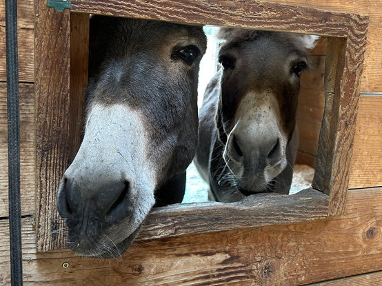 Two gentle donkeys peering at us through a small open window into their barn stall.