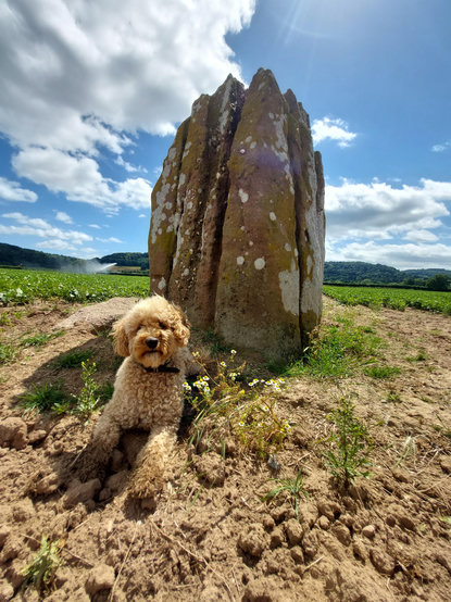 A small cream-coloured dog rests beside the weathered Queen's Stone, its tall sandstone pillars rising against a blue summer sky. Fields stretch away behind, with an irrigation sprinkler misting crops beneath drifting white clouds.