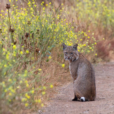 A bobcat sitting next to a field of Mustard flowers looking back at me
