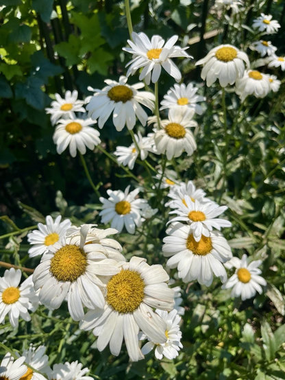 A cluster of white daisies with bright yellow centers, surrounded by green foliage. The flowers are in full bloom, showcasing their characteristic shape and colors against a natural background.