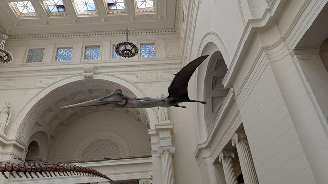 A model pterosaur hanging from the ceiling of the Field Museum of Natural History in Chicago.