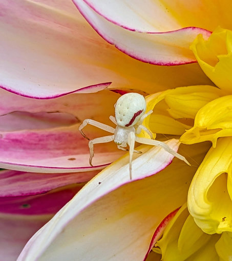 A white spider with a red stripe on each side of it's body.