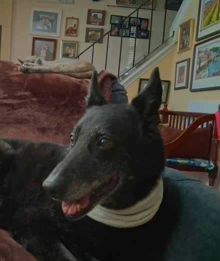 A black German Shepherd mix dog, named Kukla, is lying on a blue loveseat.  Her mouth is open and her pink tongue is showing.  A damp white dish towel is around her neck.  A small dilute tortoiseshell cat is sleeping on a brown blanket on the headrest behind Kukla.