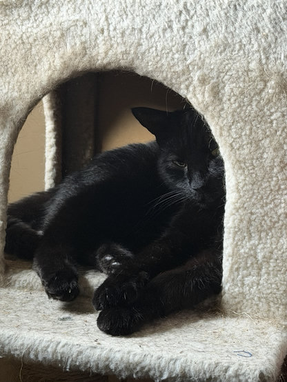 Black cat in the arched opening of a beige carpet covered cat condo cube.