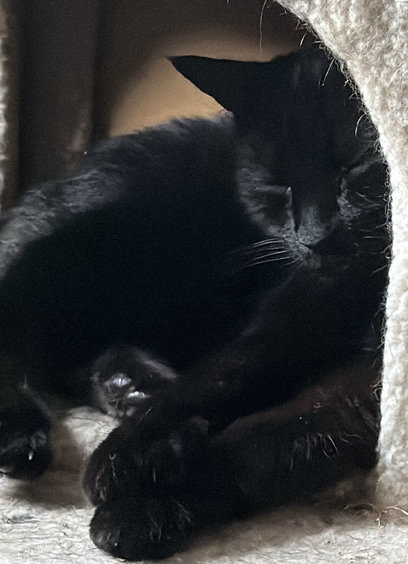Close up of black cat with his eyes closed, in a beige carpet covered cat condo cube.