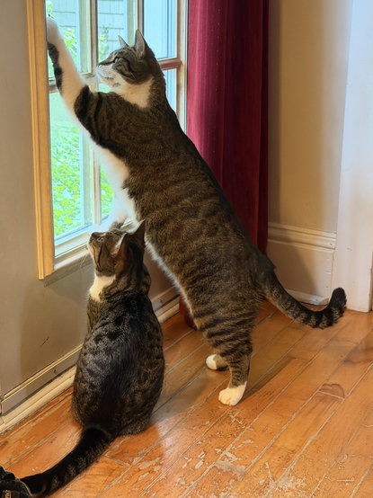 Brown & white Tabby siblings hunting a small wasp of some kind on the French doors