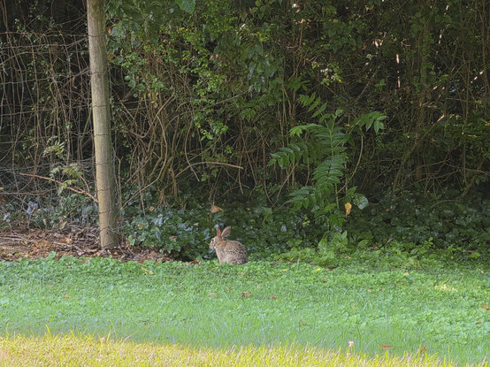 A young, brown hare sits alone at the edge of trees and underbrush, beside a crude fence. Hare is facing away from the camera, with both ears slightly standing up.