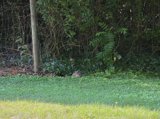 The same young, brown hare, in the same spot as the first photo, laying down in a loaf shape, facing away from the camera, with ears laying casually across the curve of his or her back.