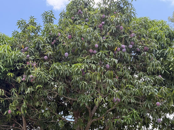 Looking up at a mango tree and a buttload of mangoes on it that are not quite ripe (we picked one up that had fallen in the street and it was pretty hard).