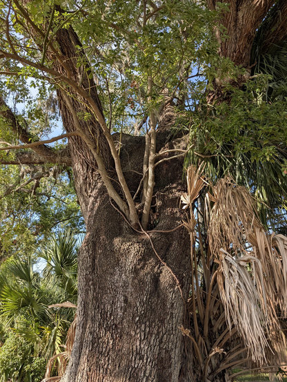 A hefty live oak with a multitrunked, not small, camphor tree growing out of the slightly rotted scar from a long-ago fallen limb of the oak tree.  A palm tree is also crowding into the picture.