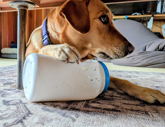 A golden lab is wearing a purple collar as she hides under a low table. Her right paw is on a well chewed empty white plastic container with a blue lid.