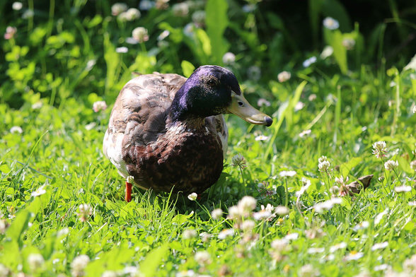 A duck - seen head first - walking in the grass.