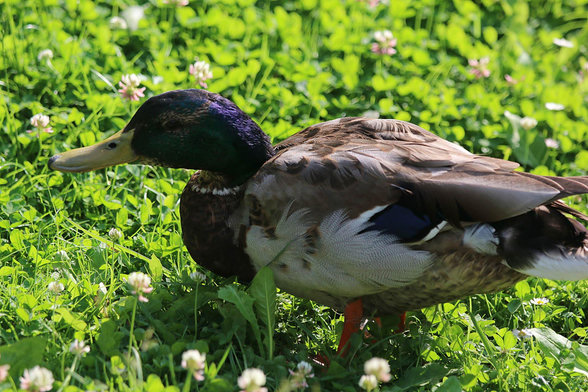 A duck - seen from its side - walking in the grass.