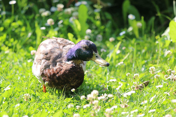A duck - seen head first - walking in the grass.