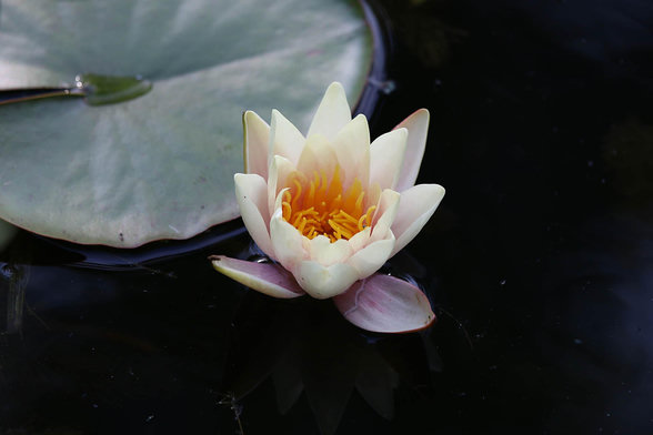 White, with yellow accents, flower of Nymphaeum, surrounded by deep dark green leaves.