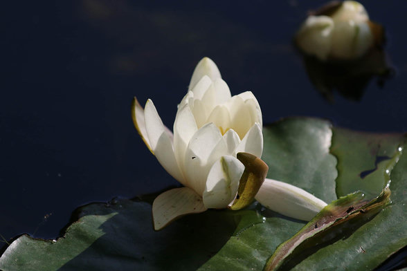 White, with yellow accents, flower of Nymphaeum, surrounded by deep dark green leaves.