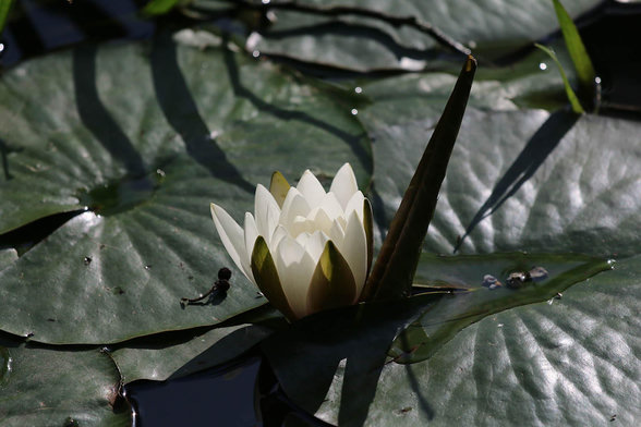 White, with yellow accents, flower of Nymphaeum, surrounded by deep dark green leaves.