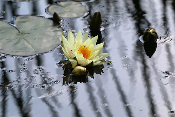 Yellow flower of Nymphaeum, surrounded by deep dark green leaves.
