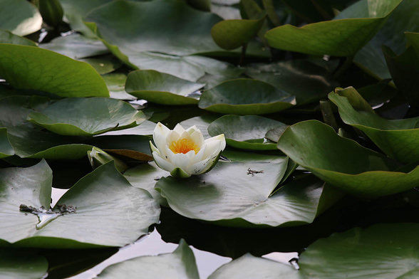White, with yellow accents, flower of Nymphaeum, surrounded by deep dark green leaves.