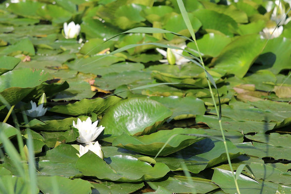 White flowers of Nymphaeum, surrounded by deep dark green leaves.