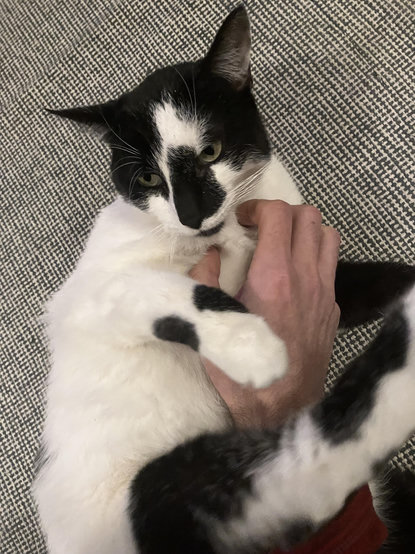 A white and black cat on a rug, with my hand petting his neck. He’s on his back looking to a side and his leg is in a position that usually means “get off me” but isn’t really pushing me. He likes neck scritches.