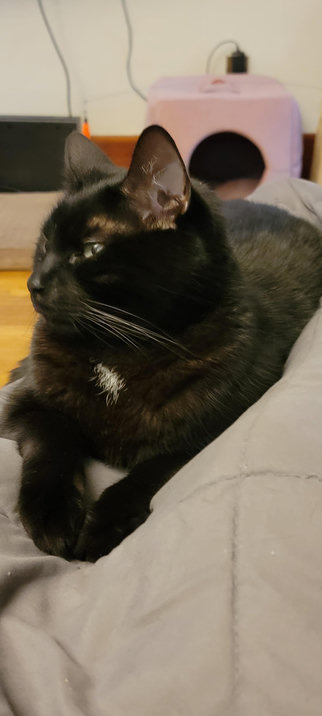 Black kitty reating on my legs, facing me but looking to the side
