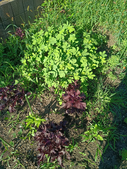 A stand of "habucha" plant and akajiso.