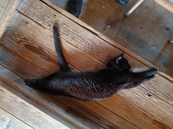 A black cat stretched out on rough wooden flooring.