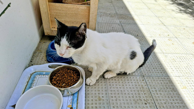 Asi the asymmetric cat – a mostly white cat with a black asymmetric "hairdo" – in front of a bowl of kibbles (marked "for adult cats" because he's very mature)
