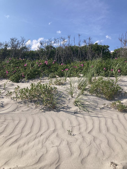 Wild roses top a sand dune, blooming pink with last year's dead thorns. There is rippled dry sand in the foregound, patterns carved by wind. There are patches of grass and other low-growing plants in front of the roses.