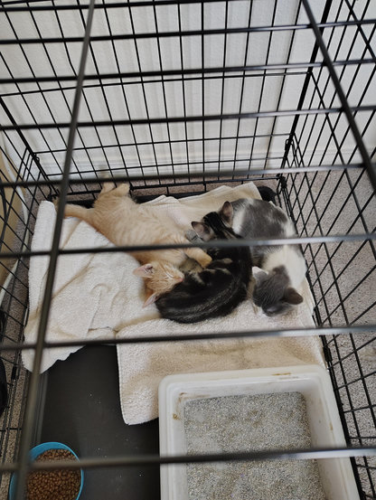 Seen through their crate, 3 kittens are curled up and sleeping in a pile on a folded cream colored bath towel. Left to right are Bob, Kate, and Emmy as described in the post.