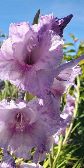 Gladiolus in Calistoga California, July 4th, 2026